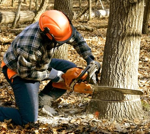 Tree Removal in Orlando, OK